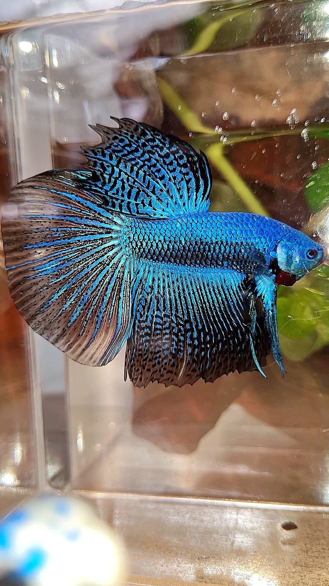 LUXURY HALFMOON ALIEN BLUE HYBRID WILD BETTA FISH