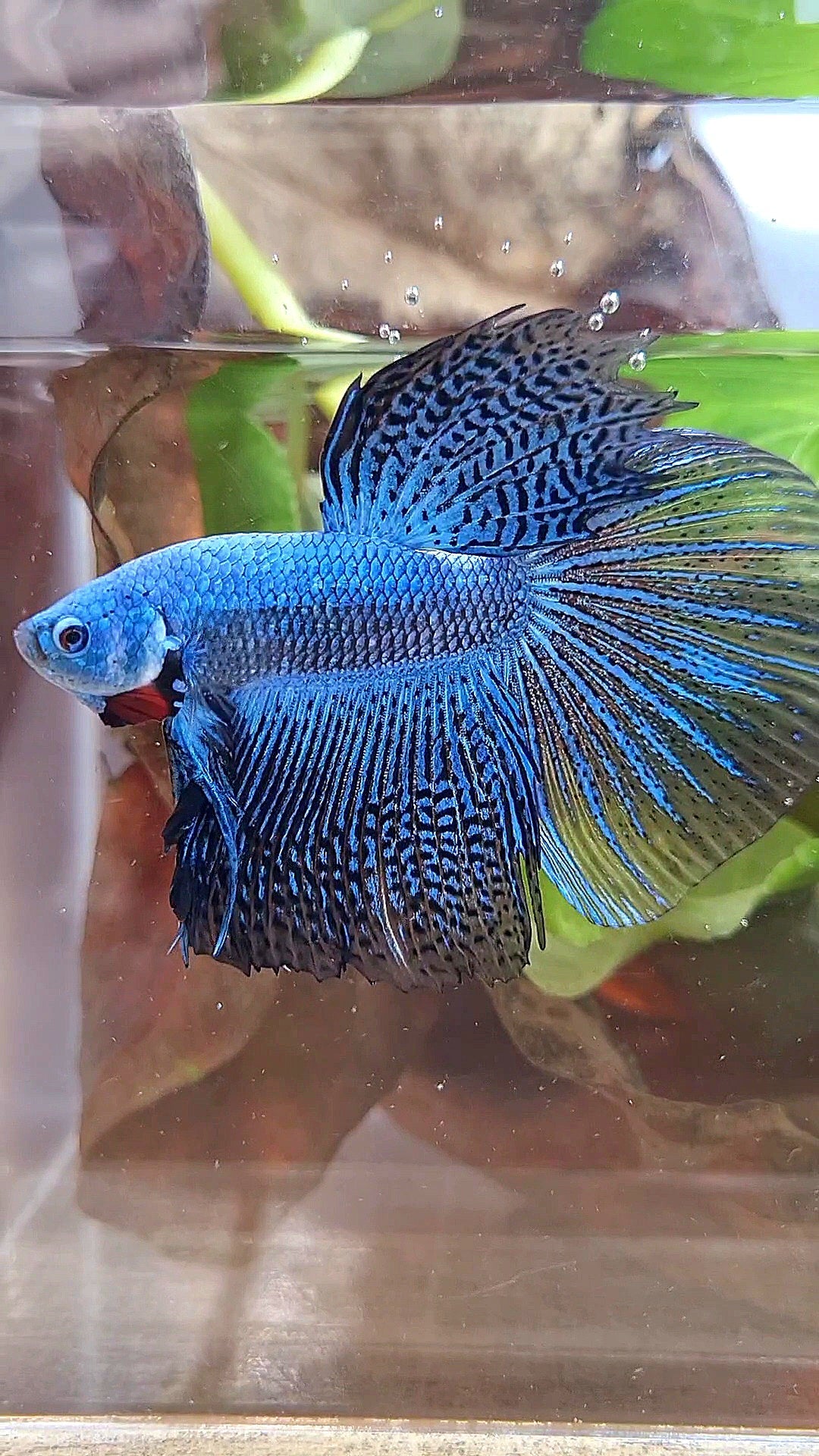 LUXURY HALFMOON ALIEN BLUE HYBRID WILD BETTA FISH