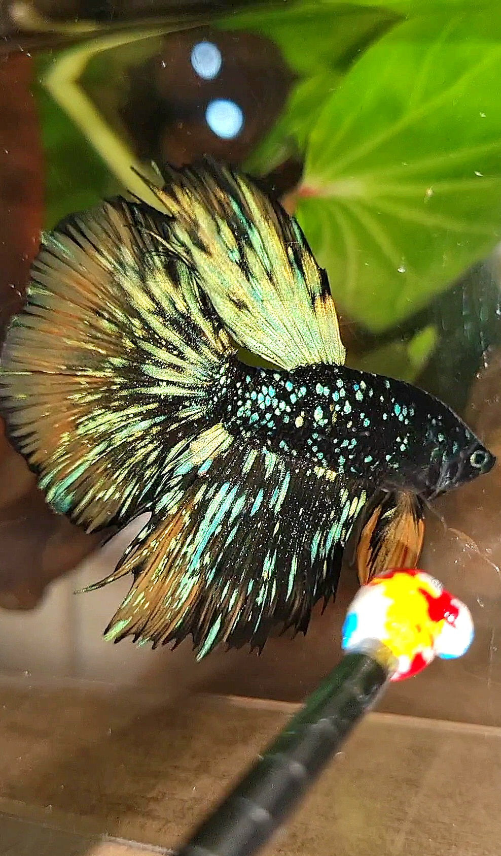 LUXURY HALFMOON STARDUST BLACK GALAXY BLUE AVATAR YELLOW THUNDER BETTA FISH