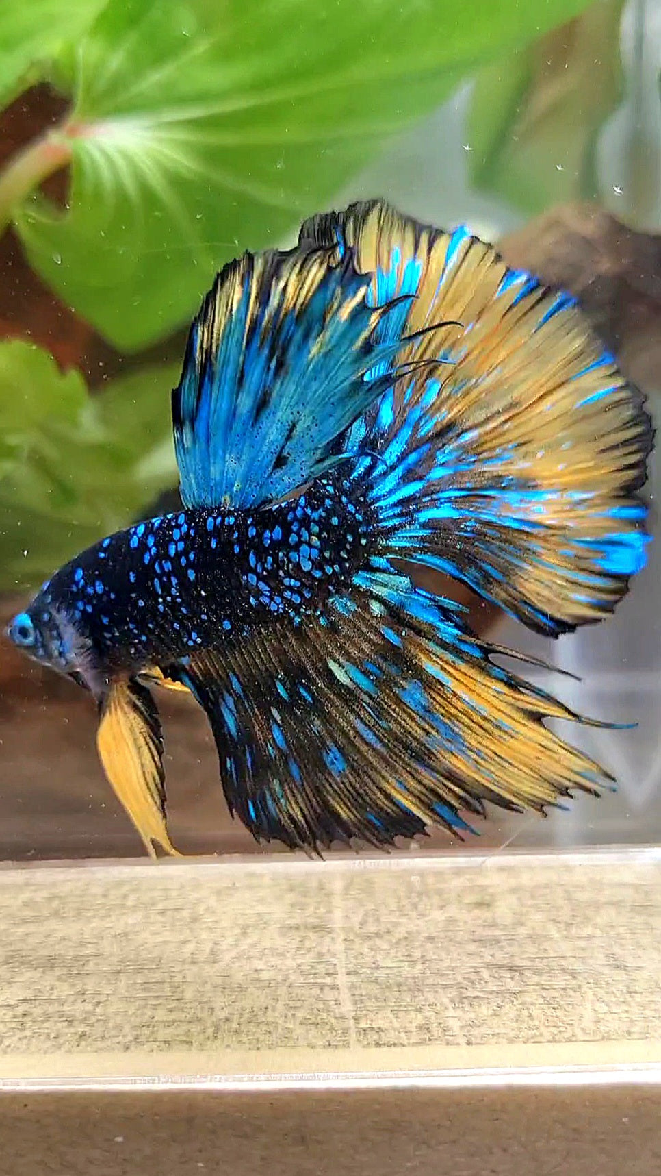 LUXURY HALFMOON STARDUST BLACK GALAXY BLUE AVATAR YELLOW THUNDER BETTA FISH