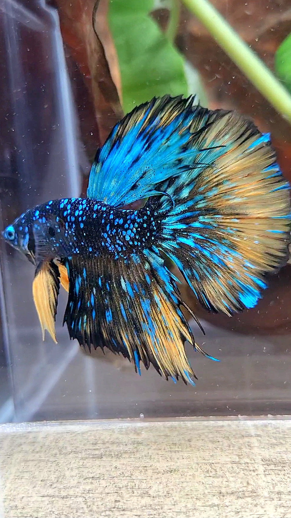 LUXURY HALFMOON STARDUST BLACK GALAXY BLUE AVATAR YELLOW THUNDER BETTA FISH
