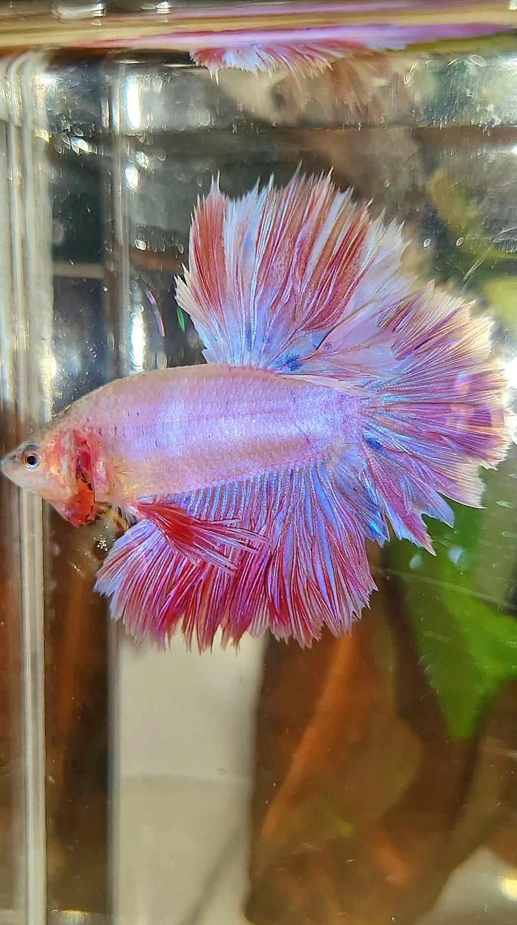 KING FEATHER TAIL HALFMOON PINK BETTA FISH