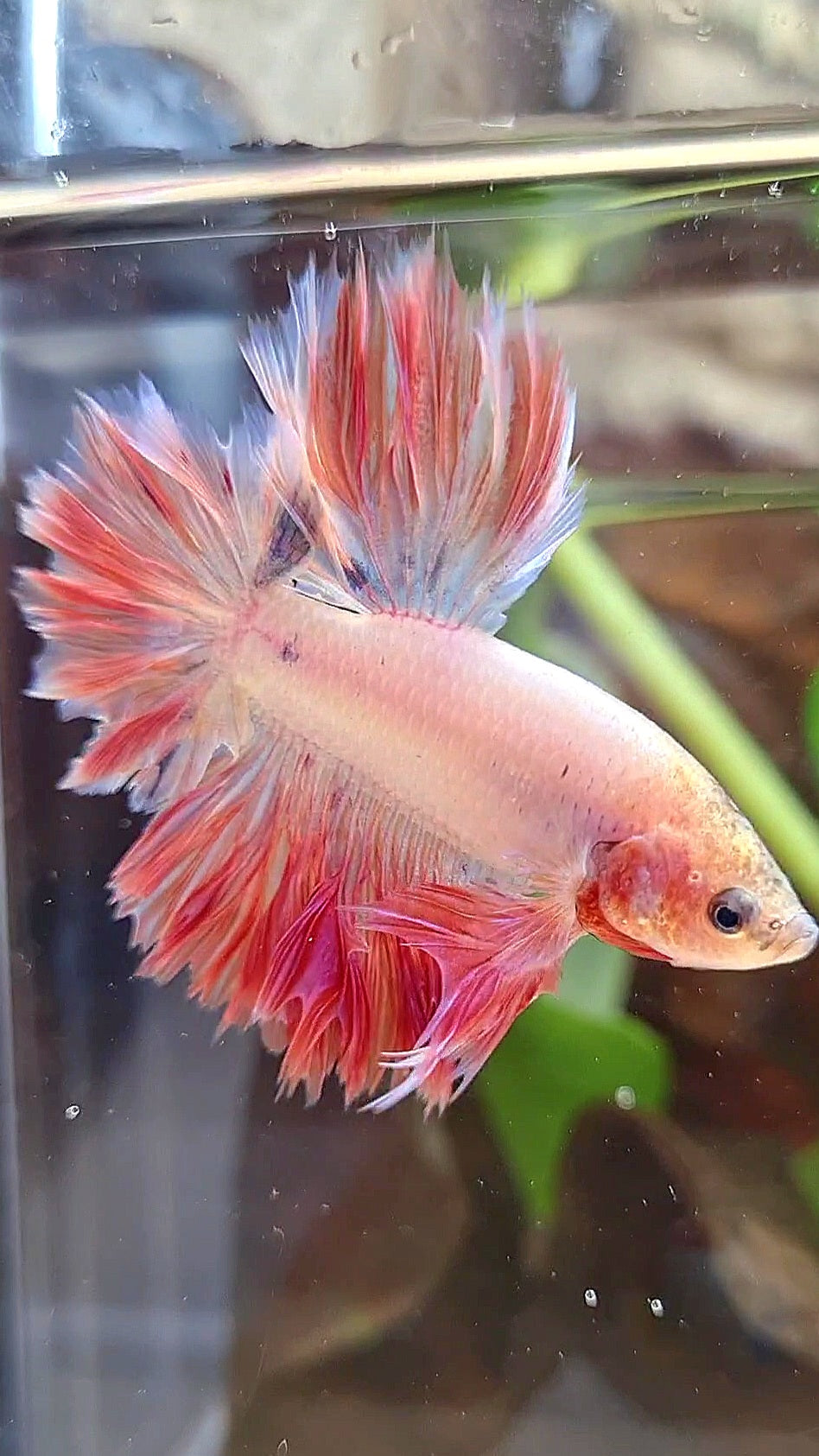 KING FEATHER TAIL HALFMOON PINK BETTA FISH