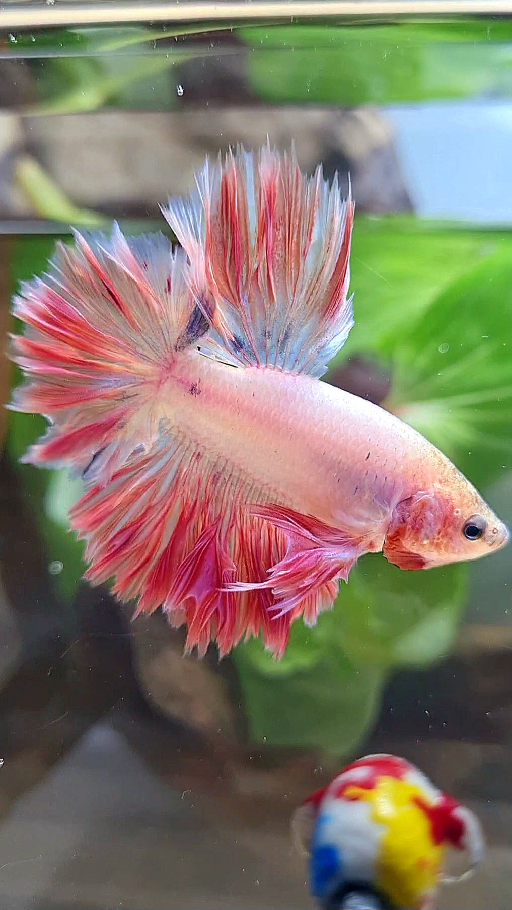 KING FEATHER TAIL HALFMOON PINK BETTA FISH