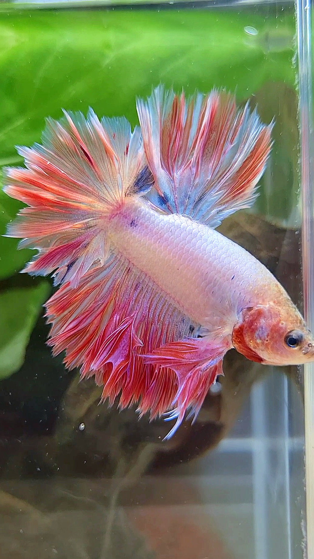 KING FEATHER TAIL HALFMOON PINK BETTA FISH