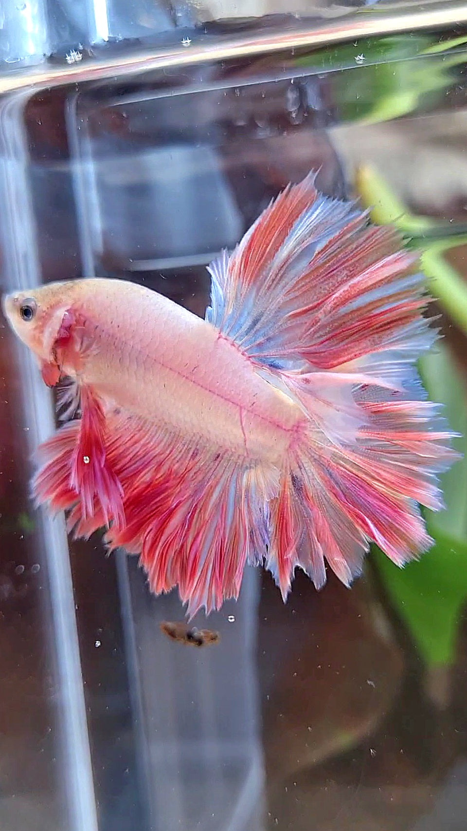KING FEATHER TAIL HALFMOON PINK BETTA FISH