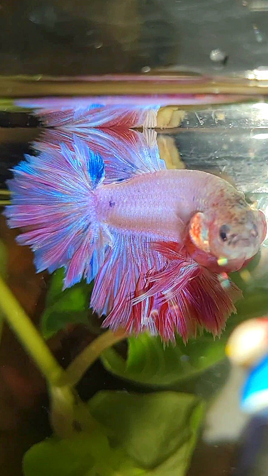 KING FEATHER TAIL HALFMOON PINK BETTA FISH