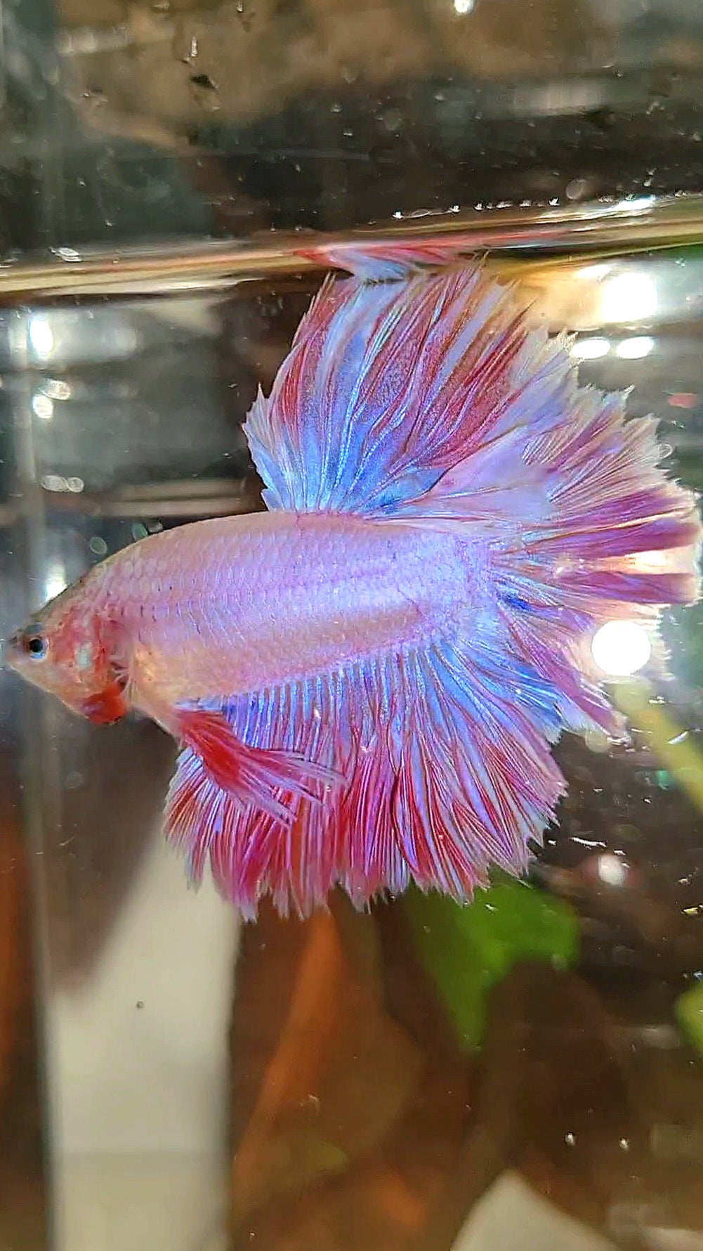 KING FEATHER TAIL HALFMOON PINK BETTA FISH