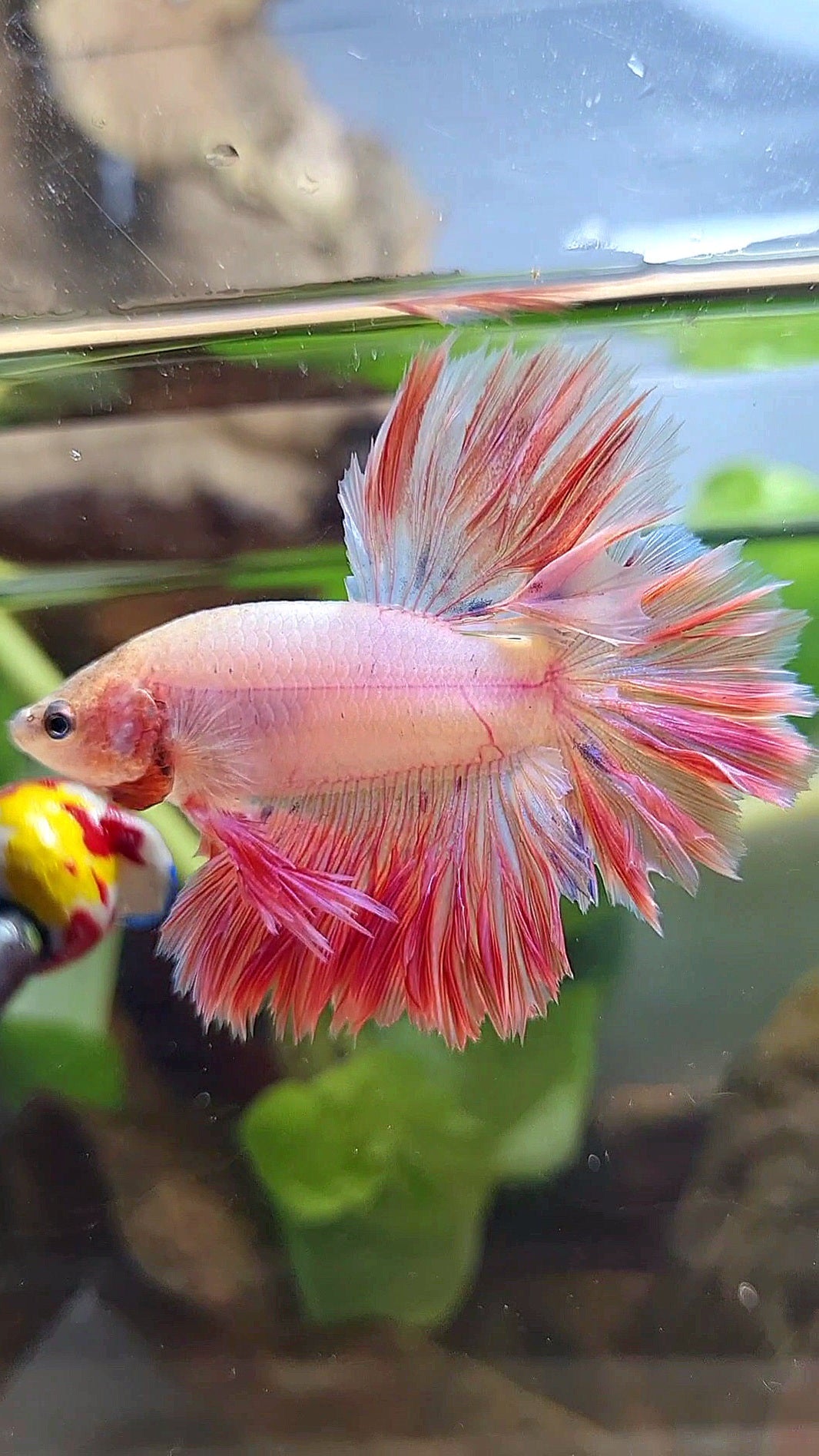KING FEATHER TAIL HALFMOON PINK BETTA FISH