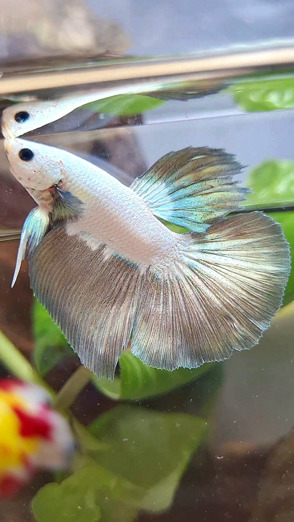HALFMOON COPPER RIM BICOLOR BETTA FISH