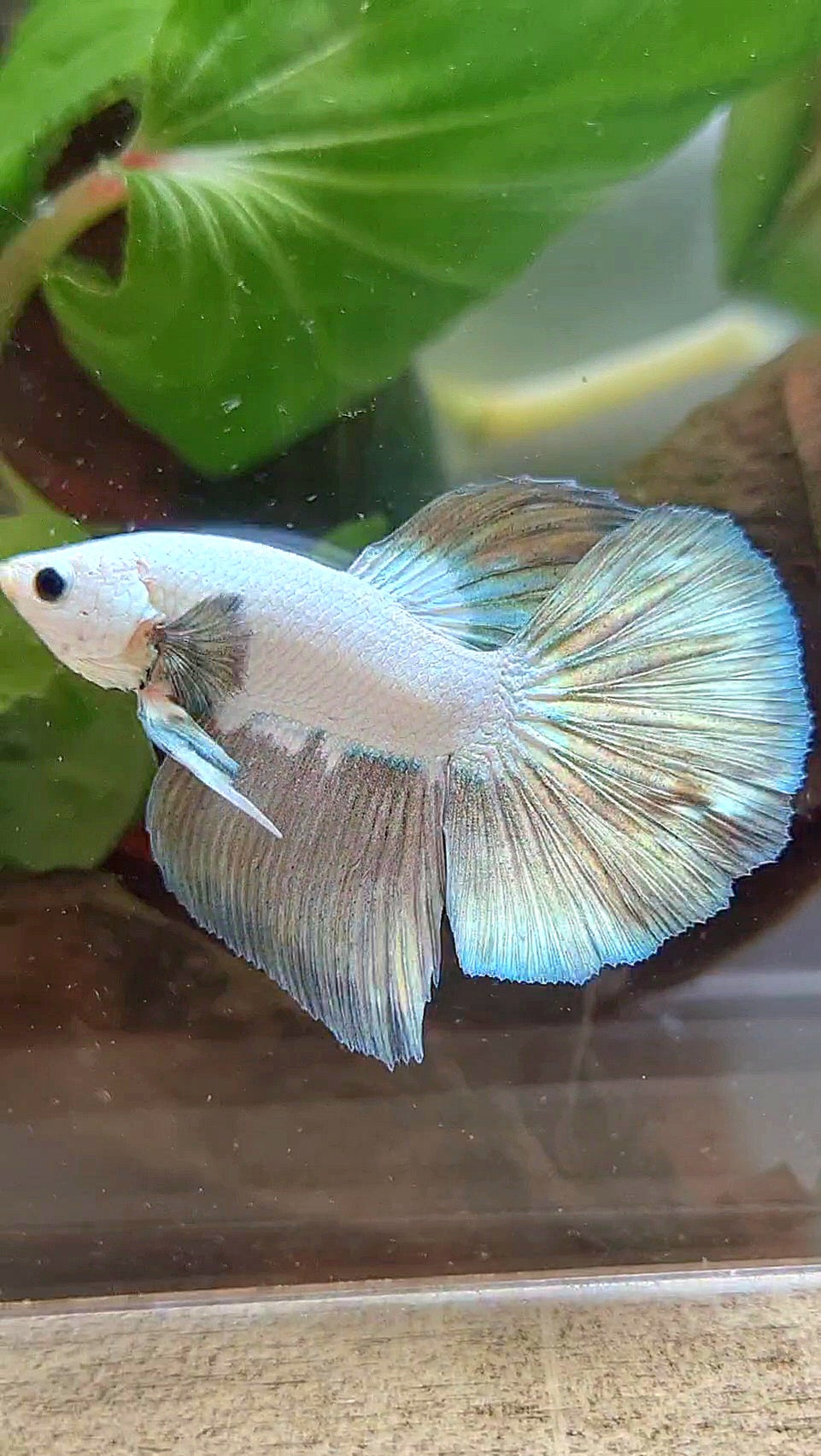 HALFMOON COPPER RIM BICOLOR BETTA FISH