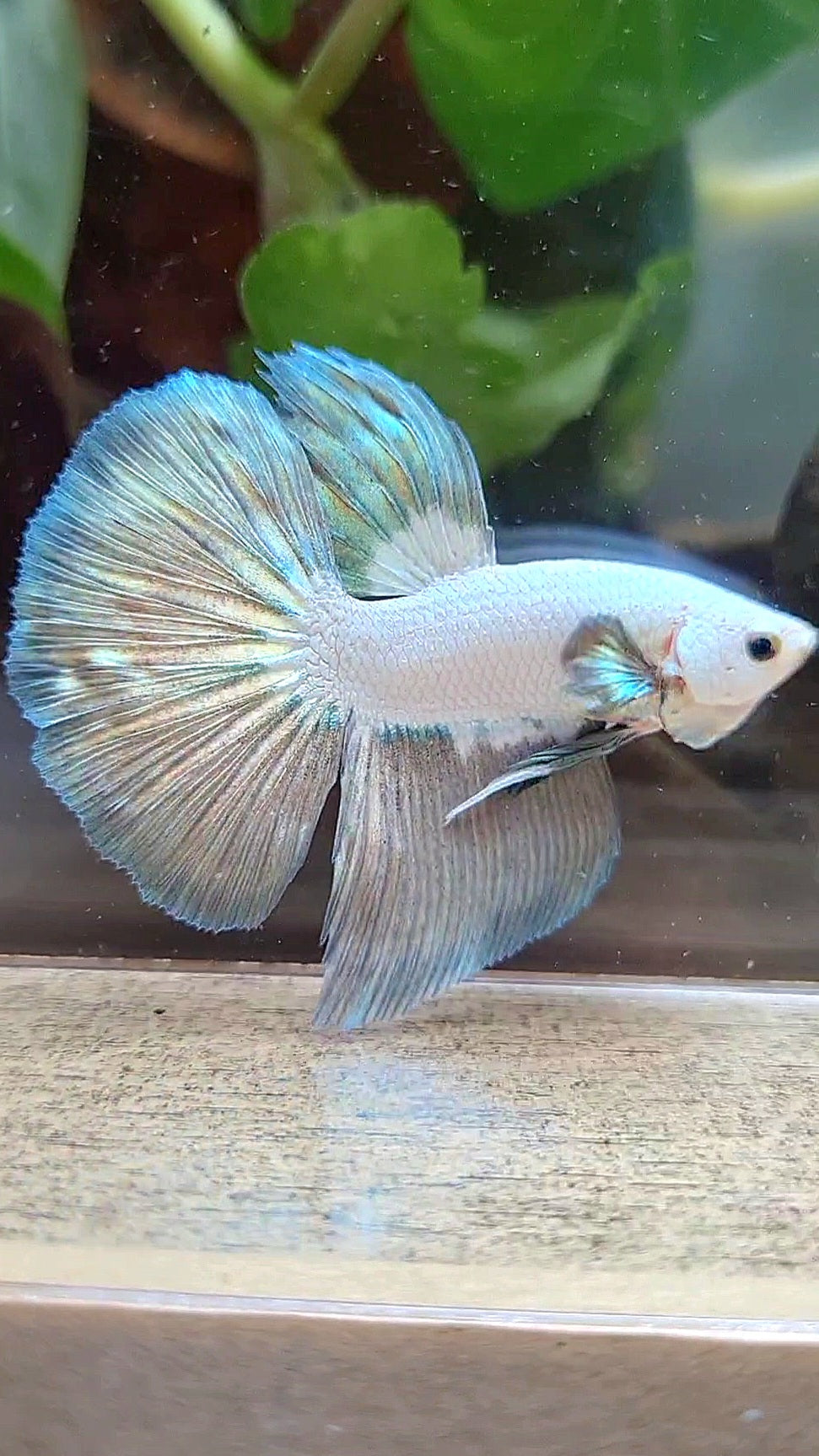 HALFMOON COPPER RIM BICOLOR BETTA FISH