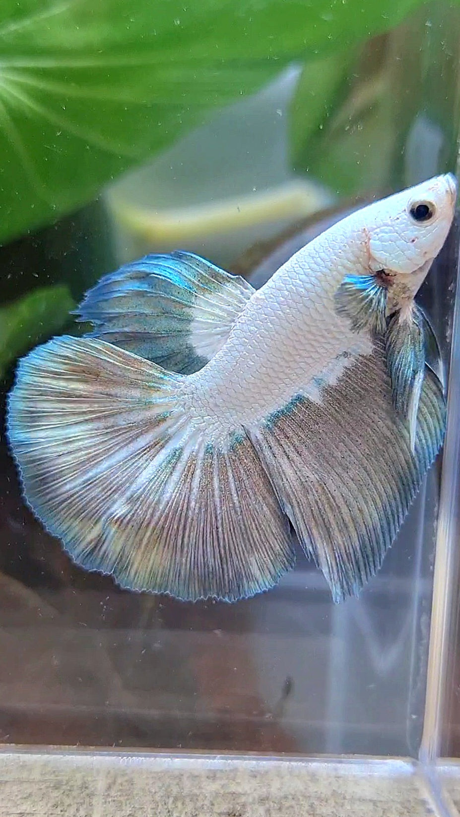 HALFMOON COPPER RIM BICOLOR BETTA FISH