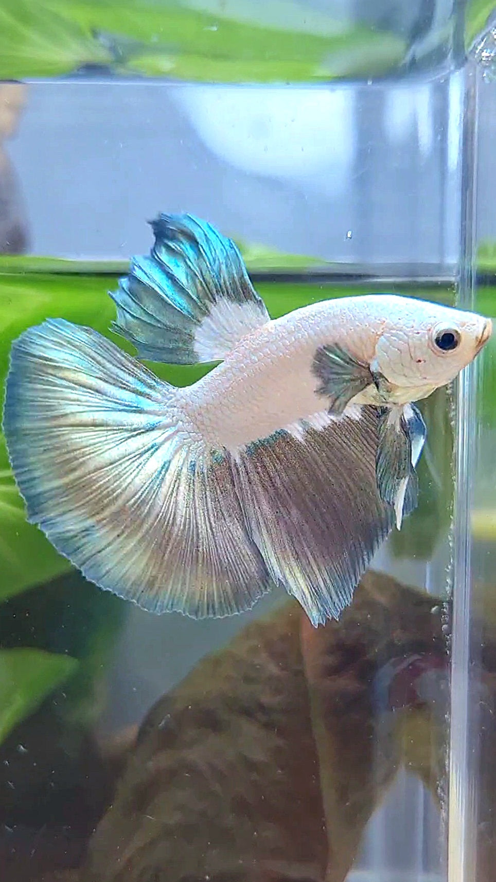 HALFMOON COPPER RIM BICOLOR BETTA FISH