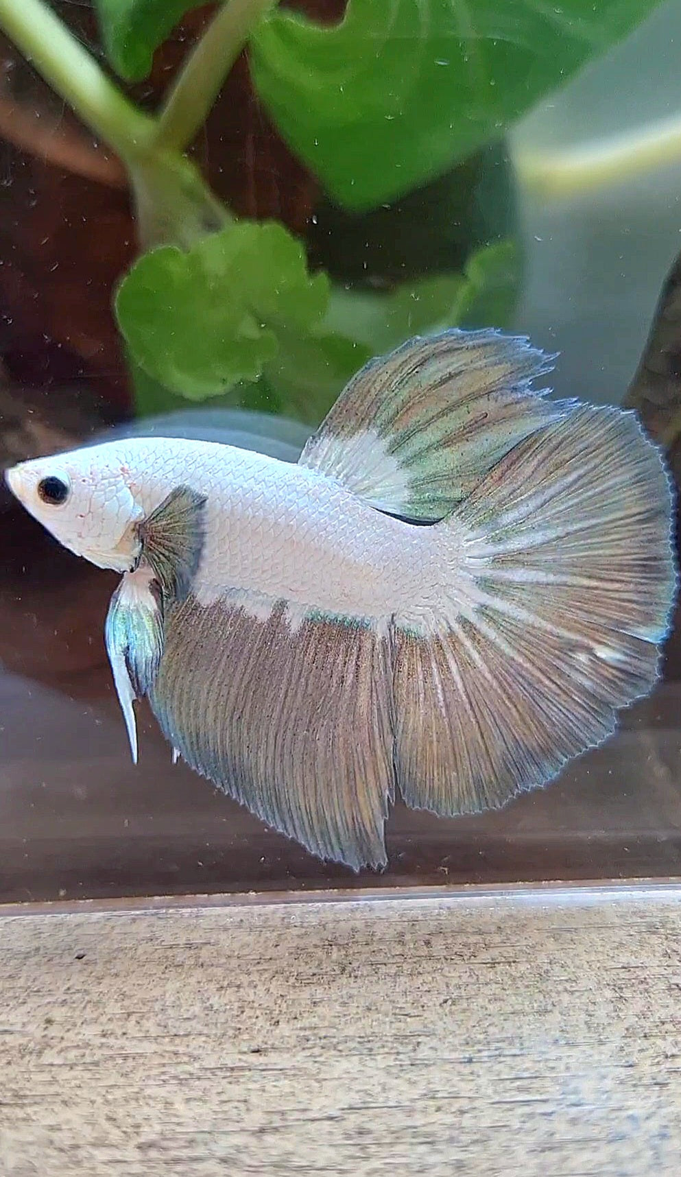 HALFMOON COPPER RIM BICOLOR BETTA FISH