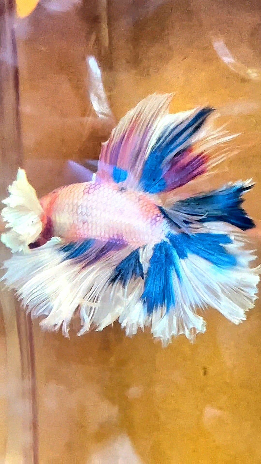 LUXURY HALFMOON DUMBO EAR DOUBLE TAIL CANDY MULTICOLOR RAINBOW BETTA FISH