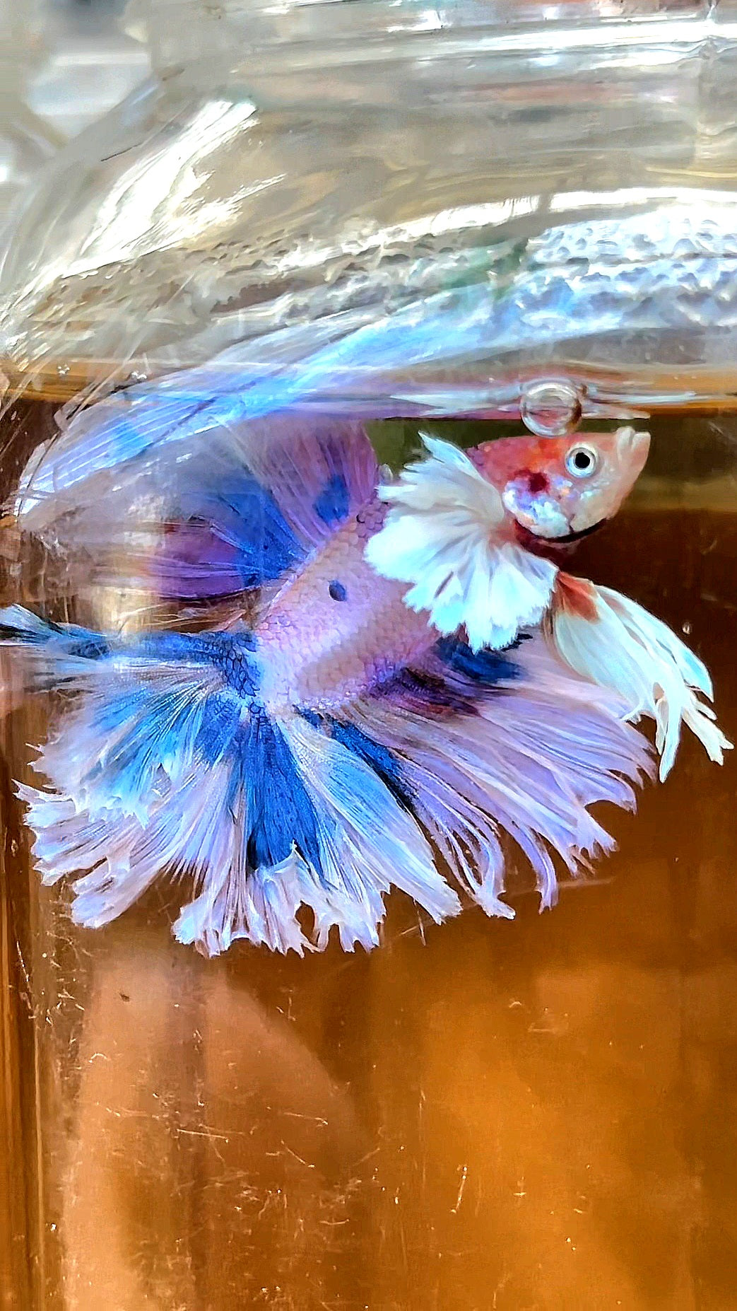 LUXURY HALFMOON DUMBO EAR DOUBLE TAIL CANDY MULTICOLOR RAINBOW BETTA FISH