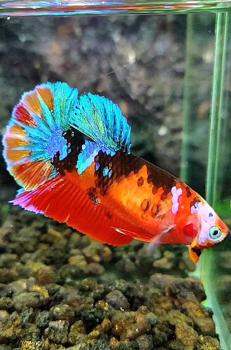 FEMALE PLAKAT GALAXY MULTICOLOR BETTA FISH