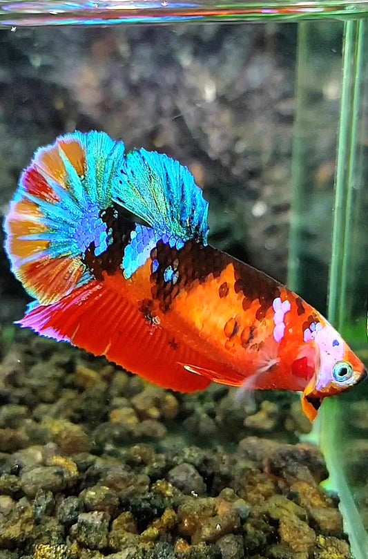 FEMALE PLAKAT GALAXY MULTICOLOR BETTA FISH