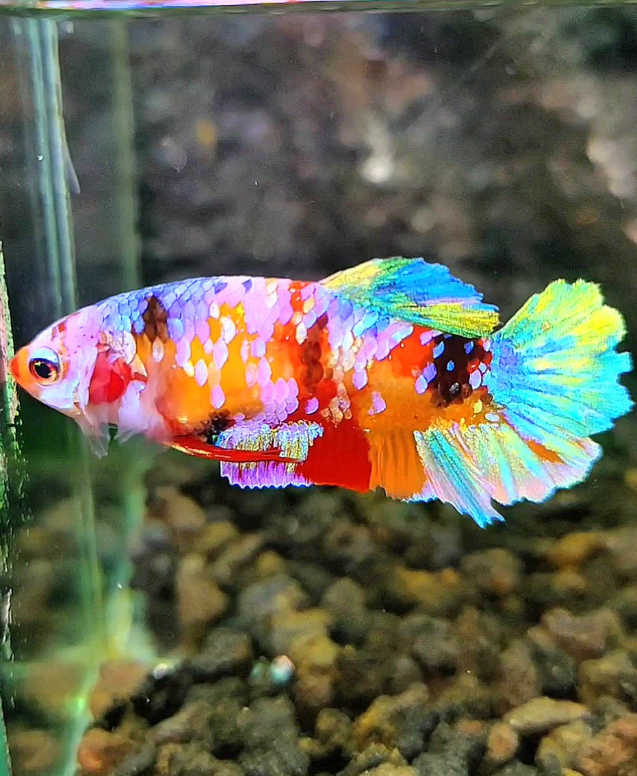 FEMALE PLAKAT RAINBOW GALAXY CANDY MULTICOLOR BETTA FISH