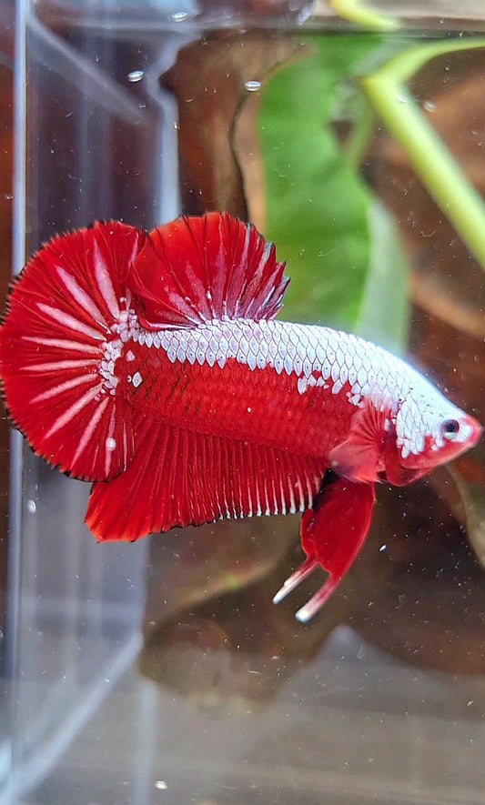 LUXURY PLAKAT RED SAMURAI SNOW BETTA FISH