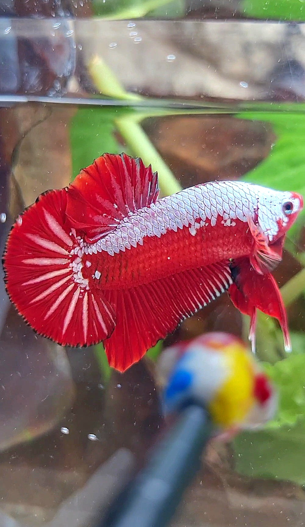 LUXURY PLAKAT RED SAMURAI SNOW BETTA FISH