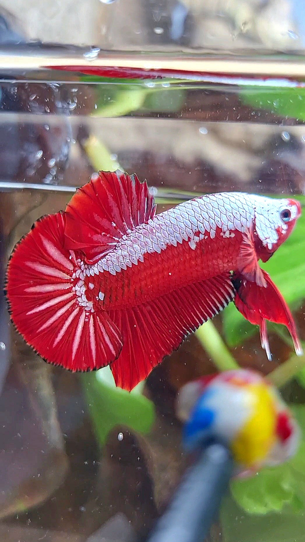 LUXURY PLAKAT RED SAMURAI SNOW BETTA FISH