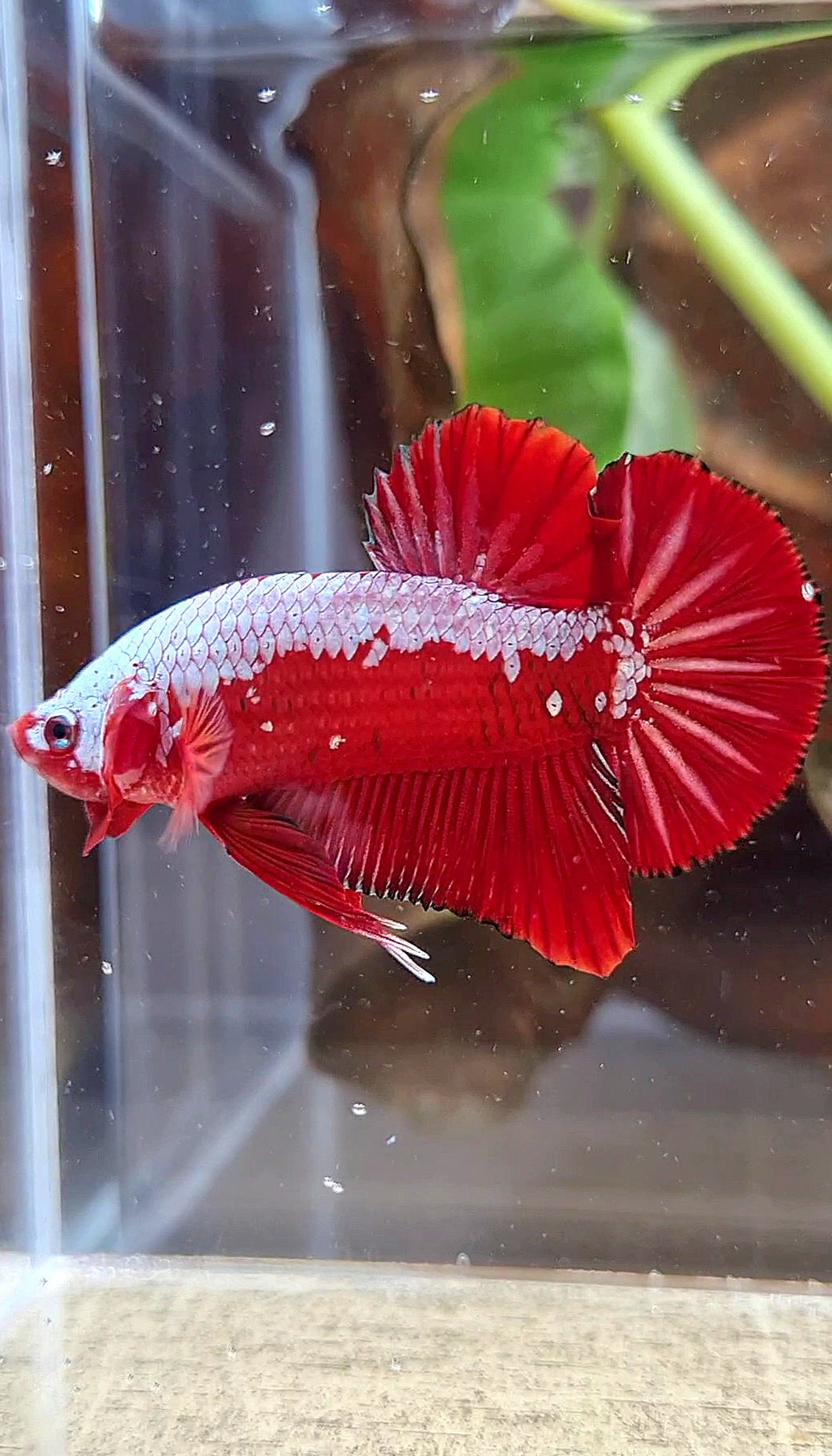LUXURY PLAKAT RED SAMURAI SNOW BETTA FISH