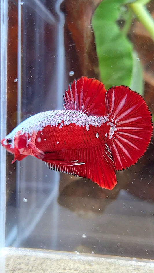 LUXURY PLAKAT RED SAMURAI SNOW BETTA FISH