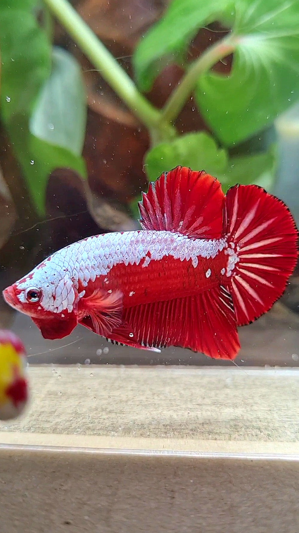 LUXURY PLAKAT RED SAMURAI SNOW BETTA FISH