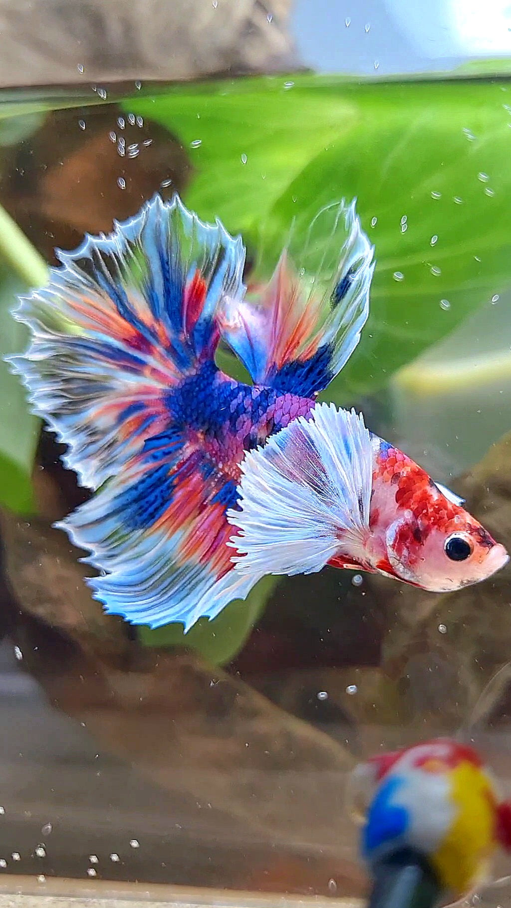 HALFMOON DUMBO EAR KOI CANDY MULTICOLOR DOTS BETTA FISH