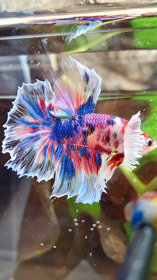 HALFMOON DUMBO EAR KOI CANDY MULTICOLOR DOTS BETTA FISH