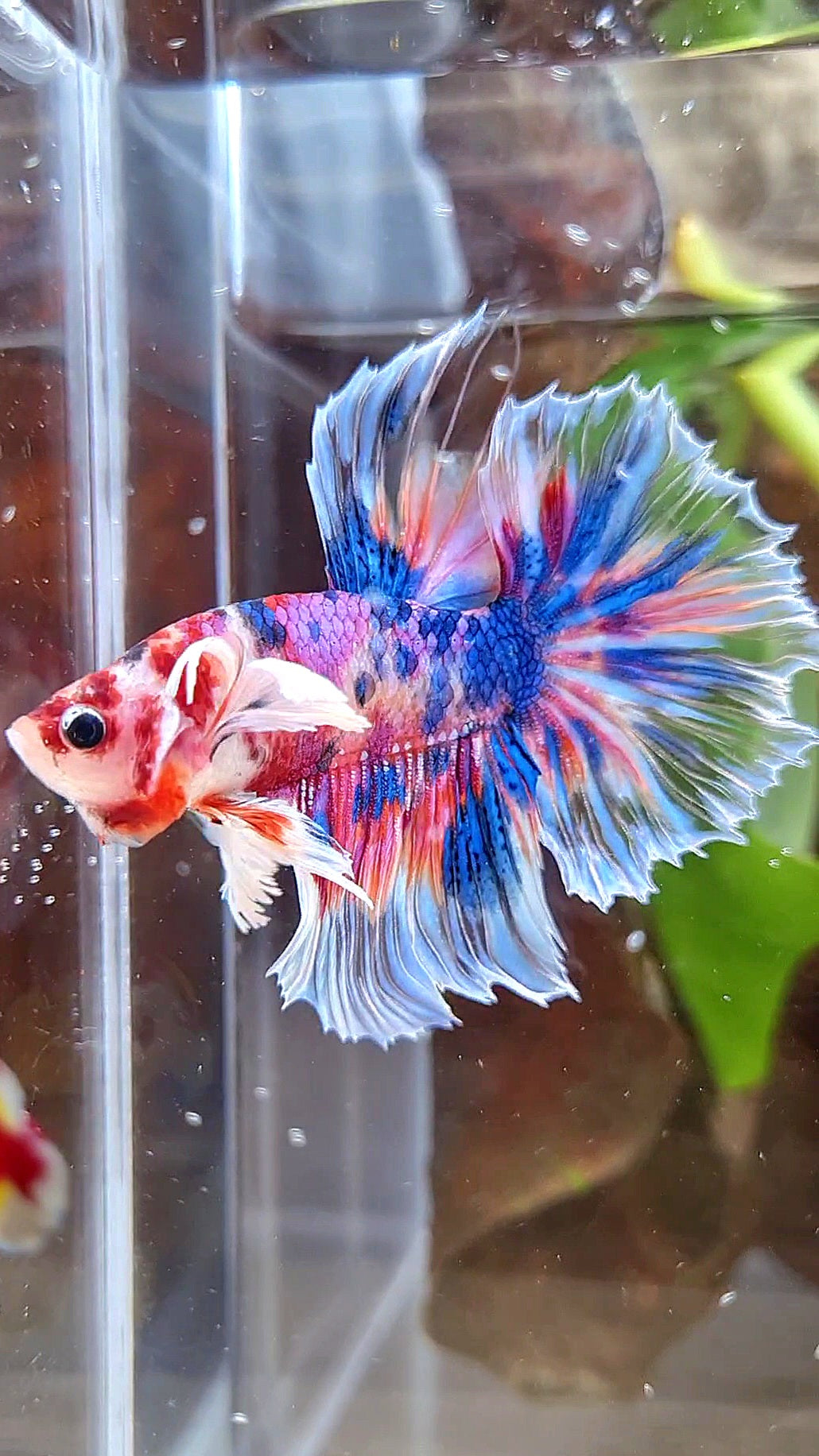 HALFMOON DUMBO EAR KOI CANDY MULTICOLOR DOTS BETTA FISH
