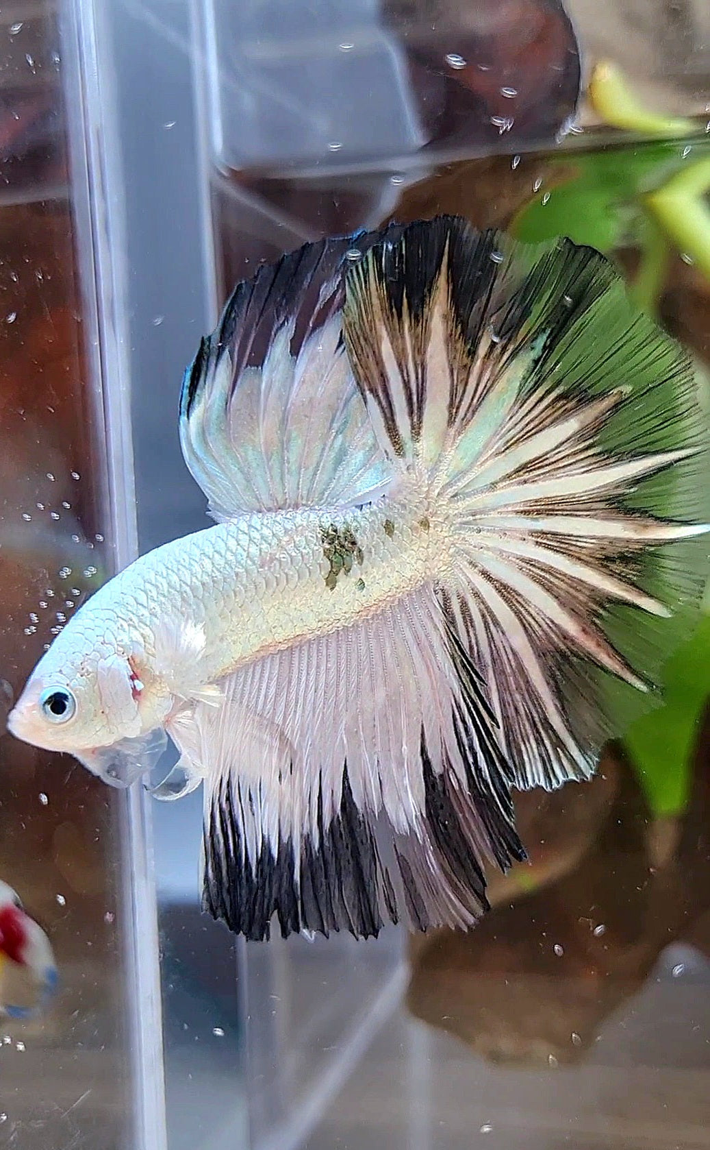 HALFMOON ROSETAIL COPPER RIM BLACK PATTERN STARTAIL BETTA FISH