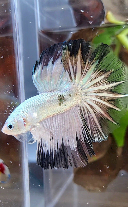 HALFMOON ROSETAIL COPPER RIM BLACK PATTERN STARTAIL BETTA FISH