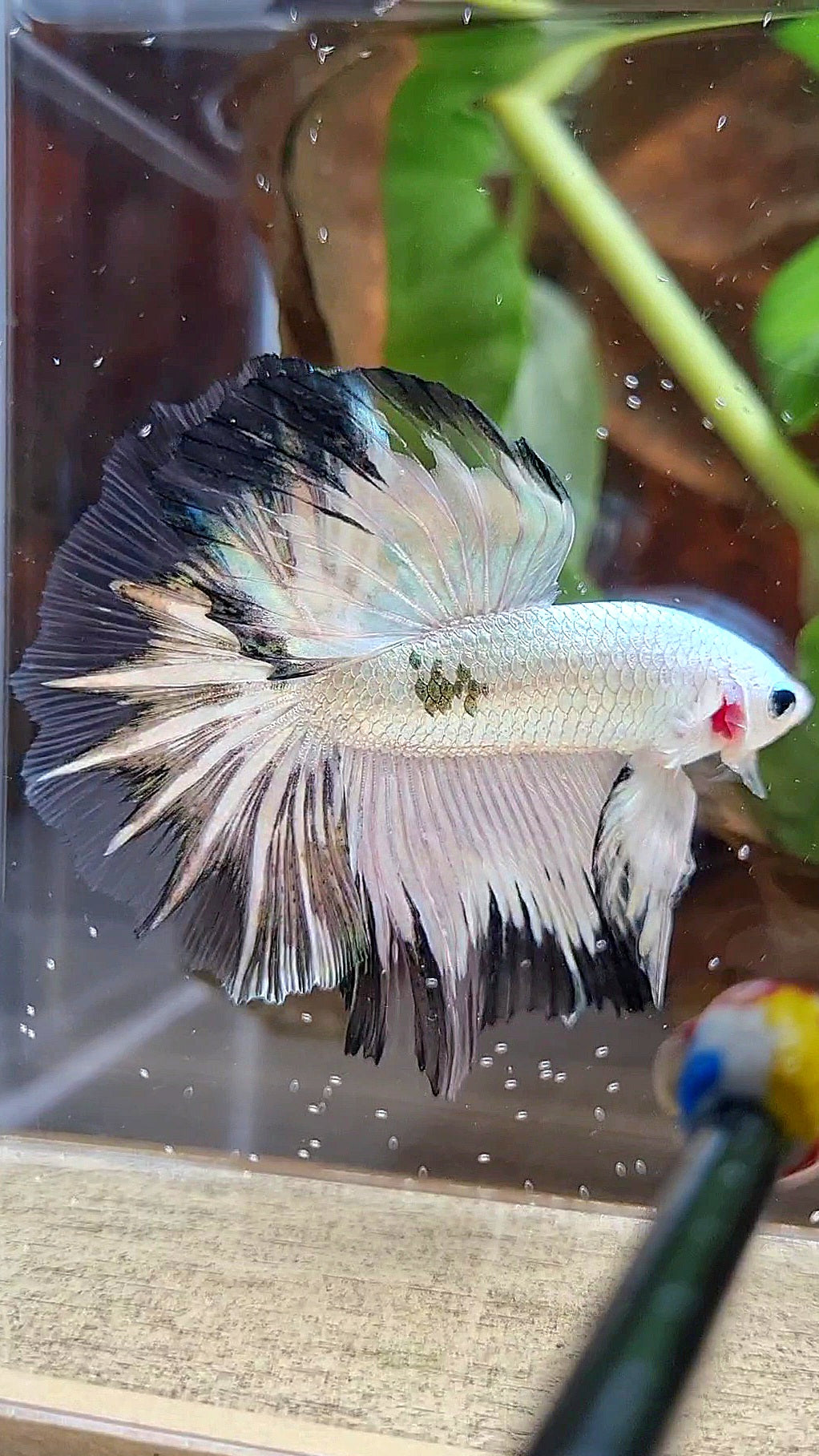 HALFMOON ROSETAIL COPPER RIM BLACK PATTERN STARTAIL BETTA FISH