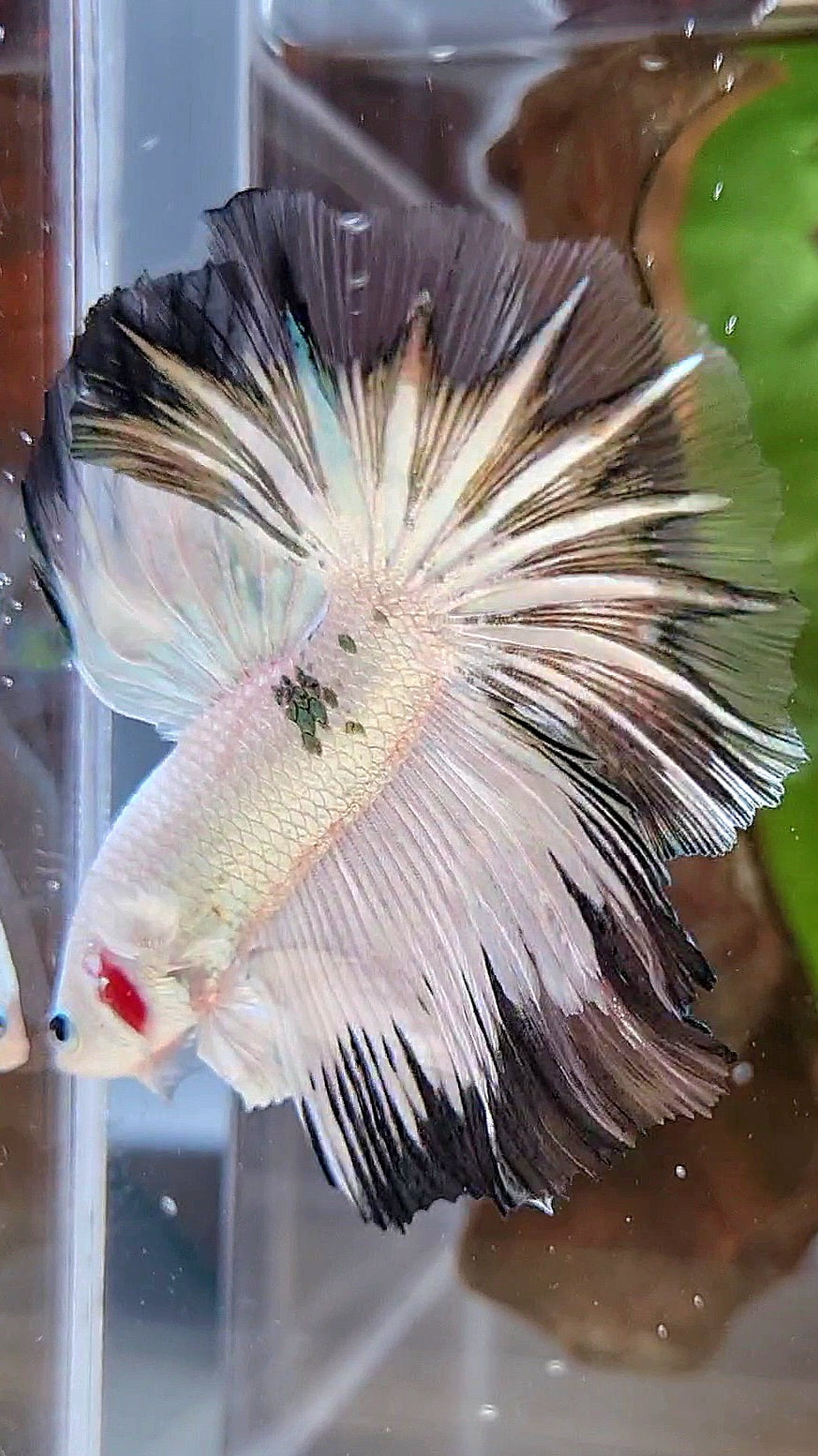 HALFMOON ROSETAIL COPPER RIM BLACK PATTERN STARTAIL BETTA FISH