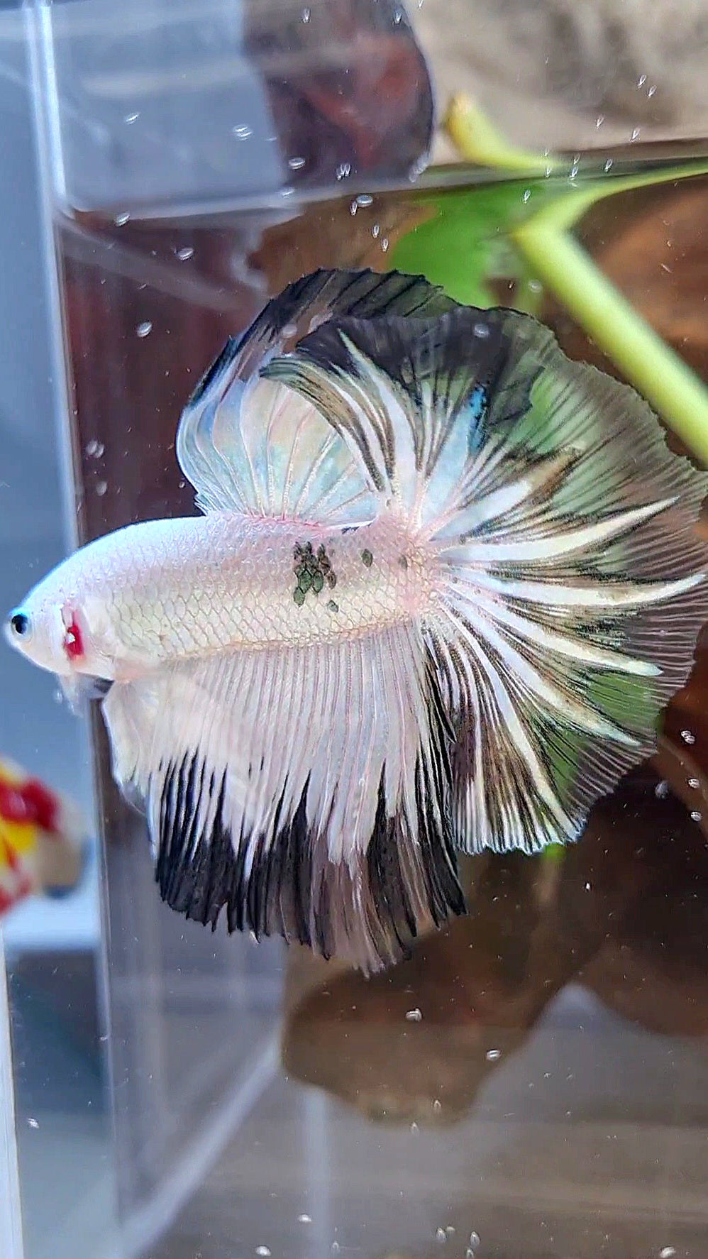 HALFMOON ROSETAIL COPPER RIM BLACK PATTERN STARTAIL BETTA FISH