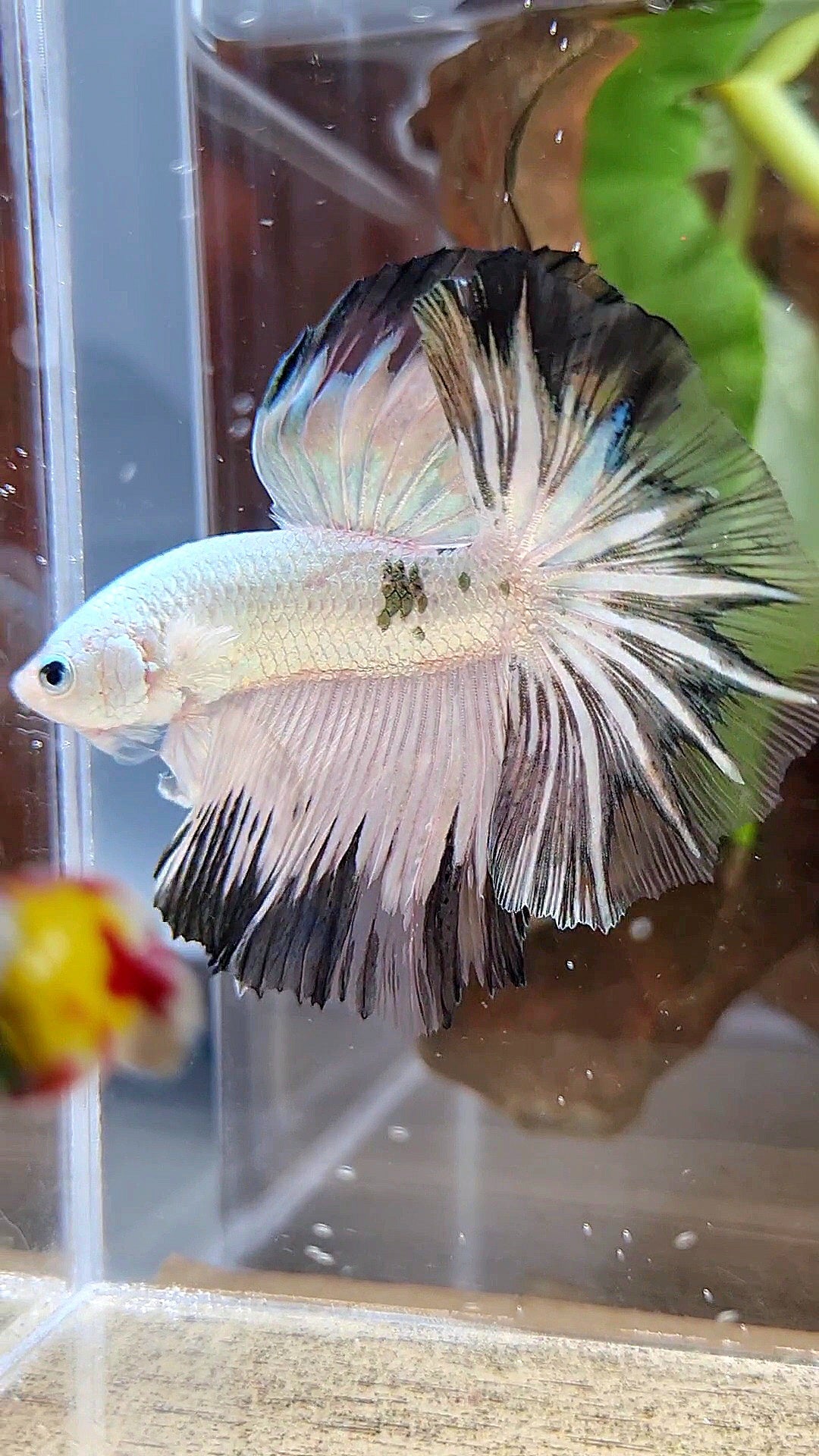 HALFMOON ROSETAIL COPPER RIM BLACK PATTERN STARTAIL BETTA FISH