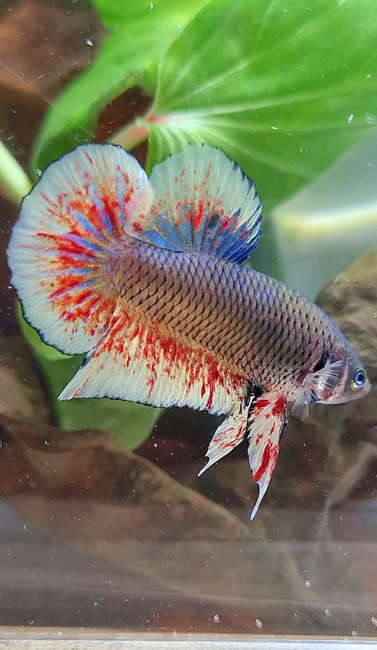 PLAKAT BLACK DARK VIOLET SUPER VANDA BETTA FISH