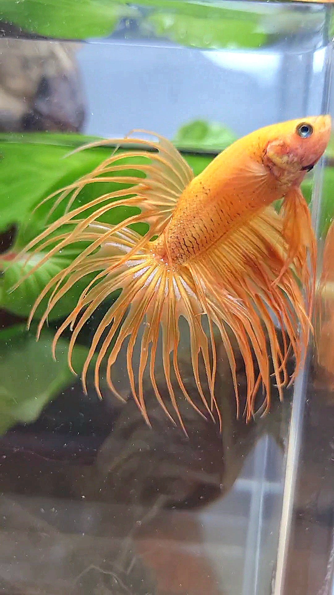 CROWNTAIL SUPER YELLOW BETTA FISH