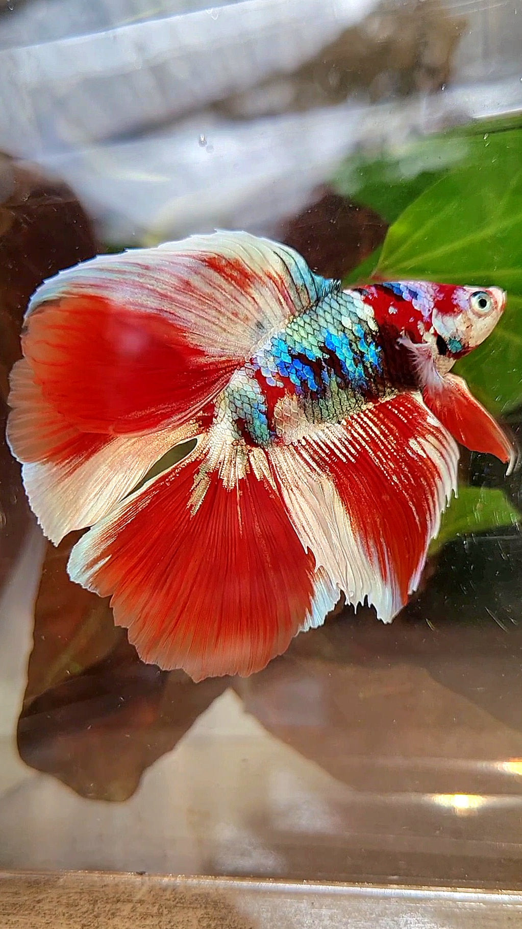 HALFMOON DOUBLE TAIL BARONGSAI RED WHITE GALAXY MULTICOLOR BETTA FISH