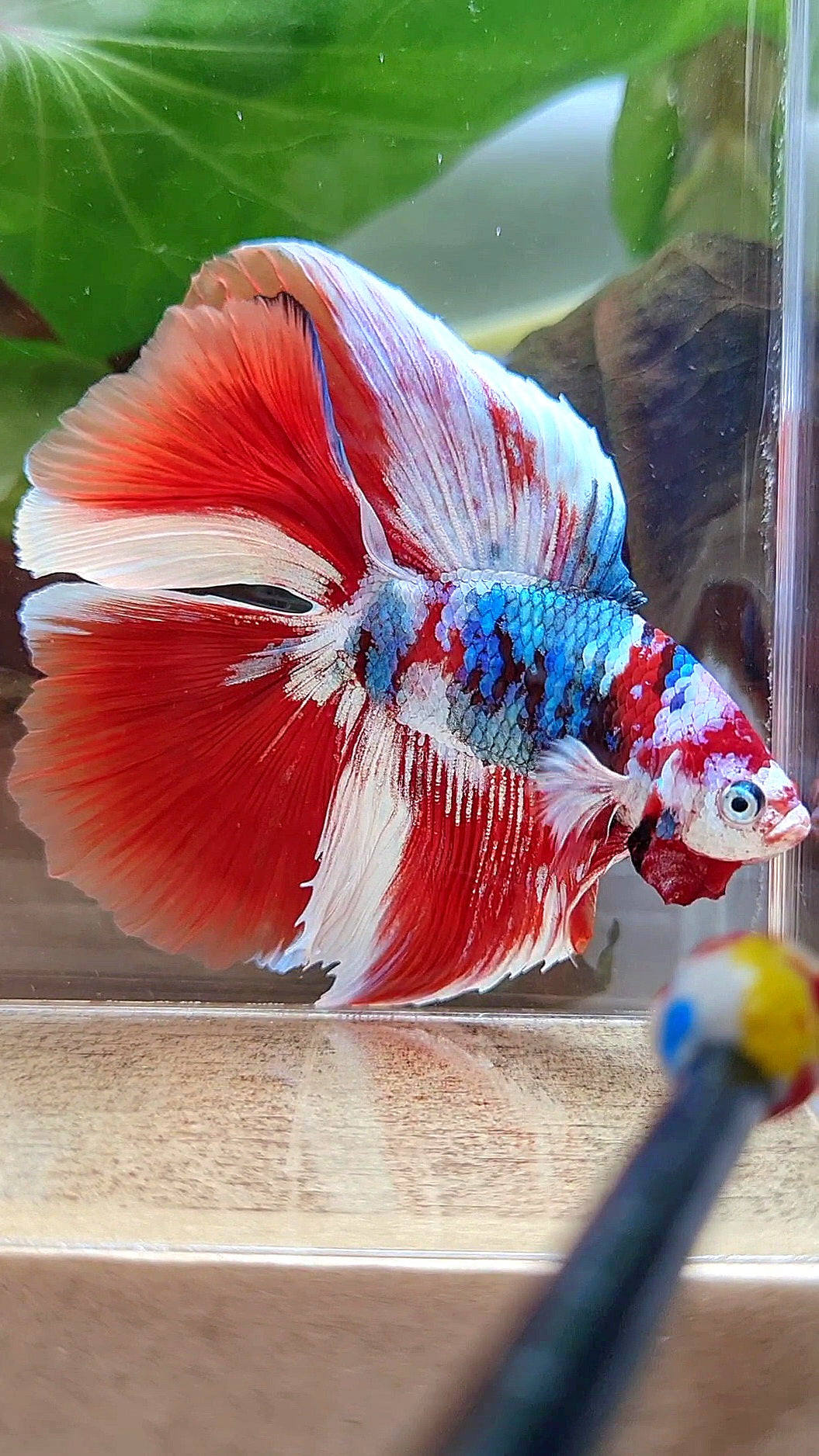 HALFMOON DOUBLE TAIL BARONGSAI RED WHITE GALAXY MULTICOLOR BETTA FISH