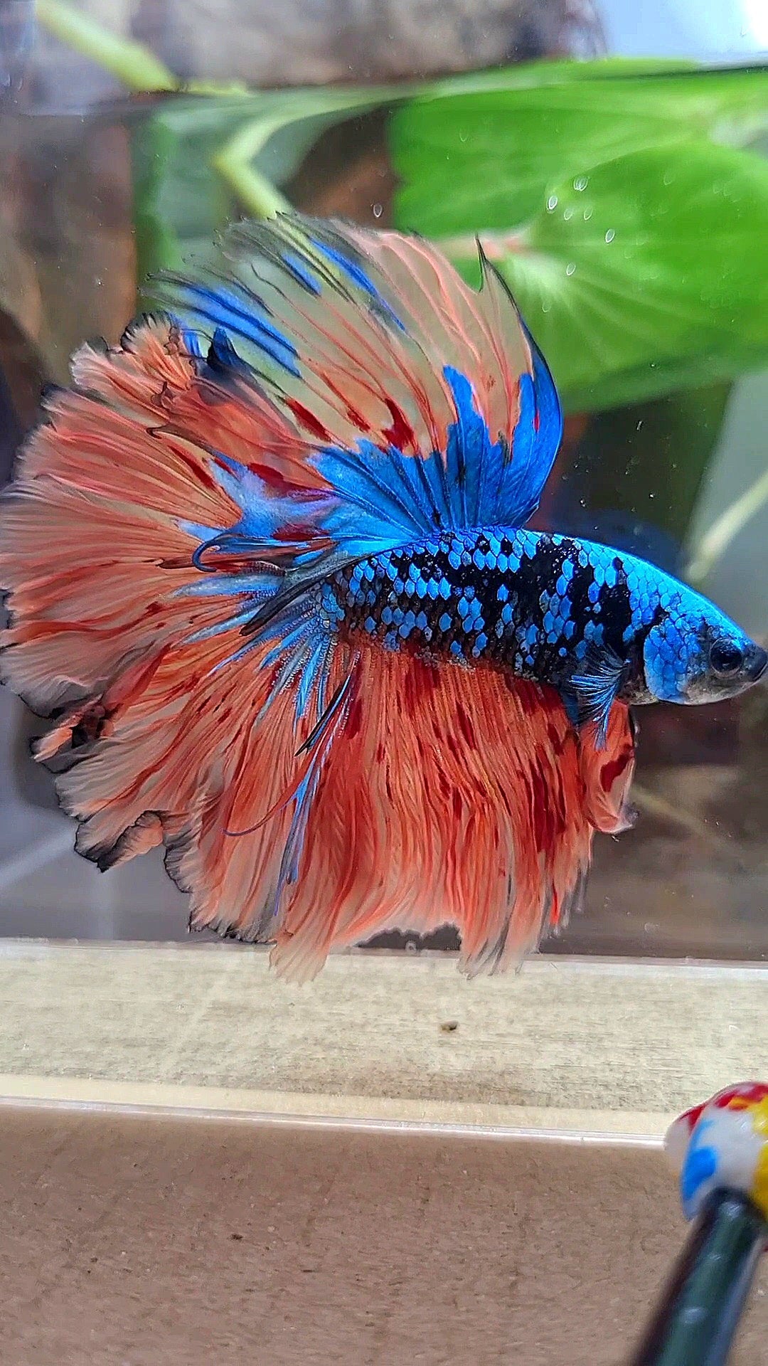 HALFMOON ROSETAIL BLACK GALAXY BLUE AVATAR ORANGE VARIATION BETTA FISH