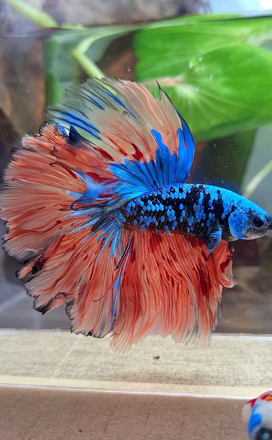 HALFMOON ROSETAIL BLACK GALAXY BLUE AVATAR ORANGE VARIATION BETTA FISH