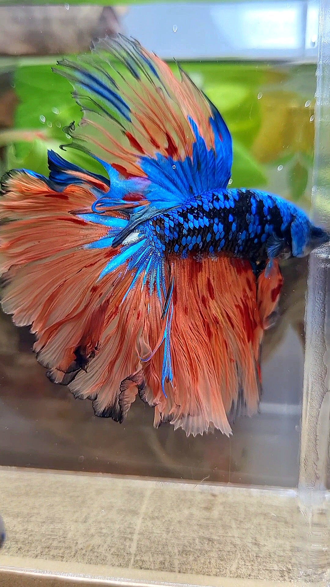 HALFMOON ROSETAIL BLACK GALAXY BLUE AVATAR ORANGE VARIATION BETTA FISH