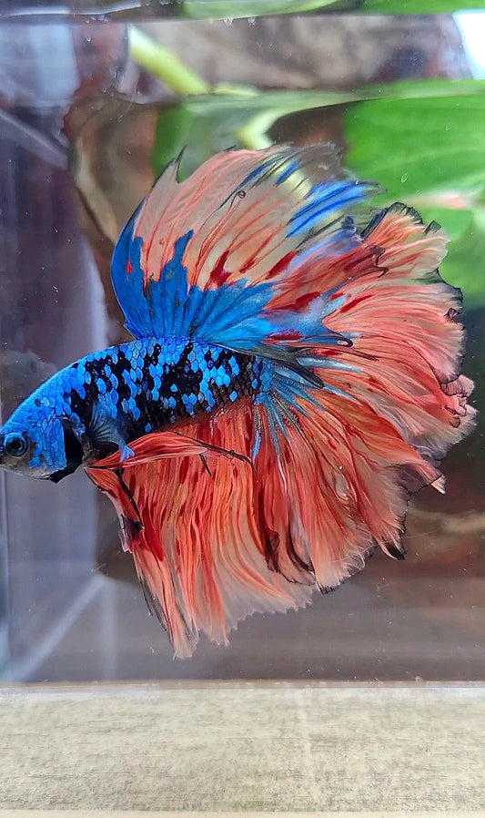 HALFMOON ROSETAIL BLACK GALAXY BLUE AVATAR ORANGE VARIATION BETTA FISH