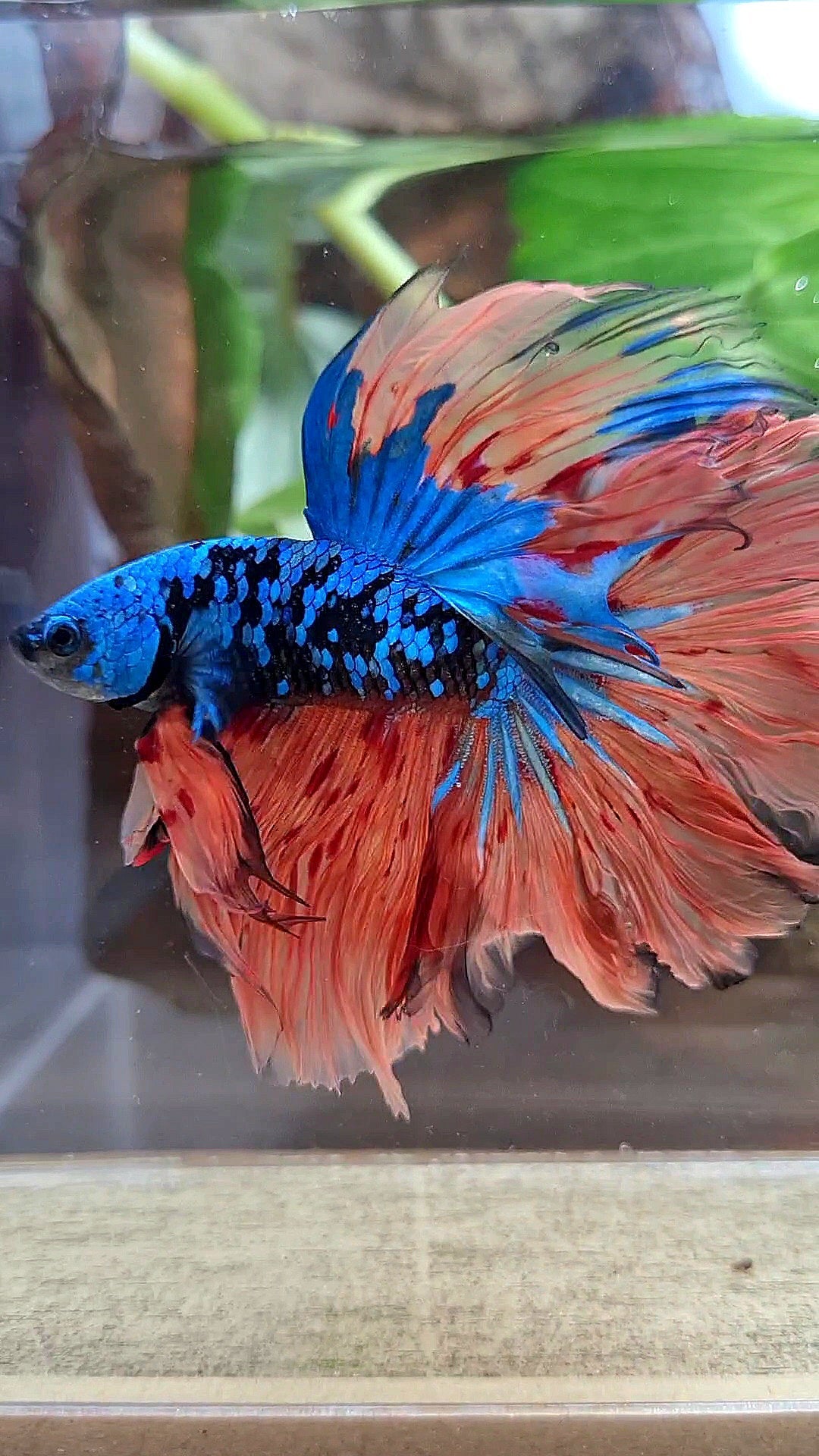 HALFMOON ROSETAIL BLACK GALAXY BLUE AVATAR ORANGE VARIATION BETTA FISH