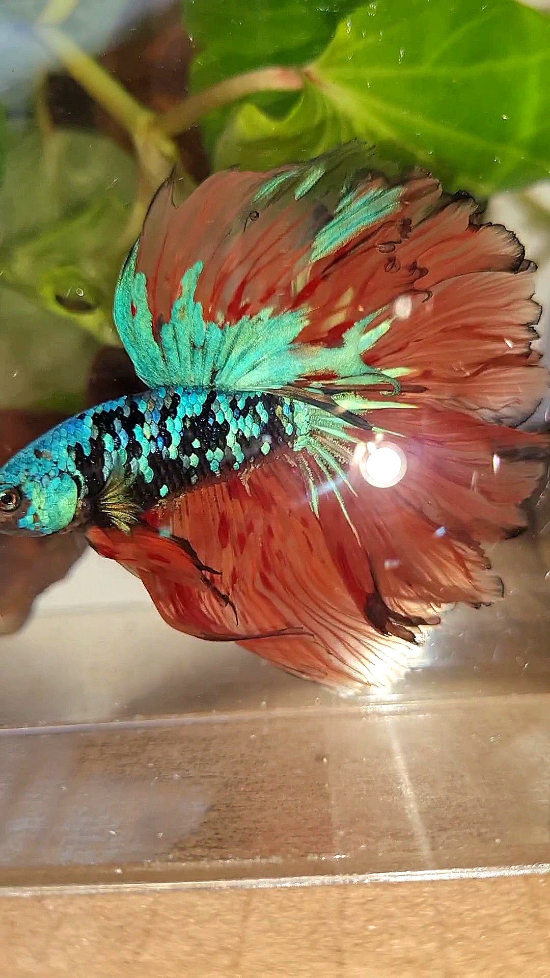 2 FISH HALFMOON ROSETAIL BLACK GALAXY BLUE AVATAR ORANGE VARIATION BETTA FISH & CROWNTAIL ARMAGEDDON