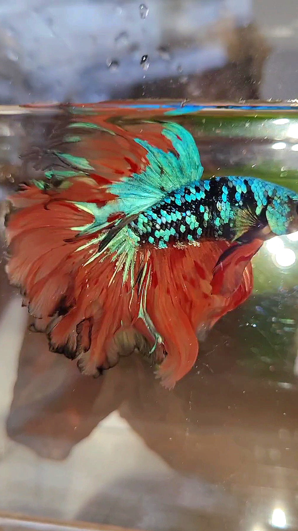 HALFMOON ROSETAIL BLACK GALAXY BLUE AVATAR ORANGE VARIATION BETTA FISH